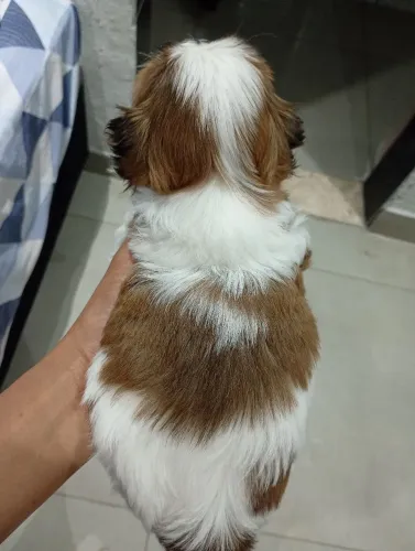 Lhasa Apso filhote