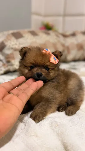 Filhotes Lulu da pomerânia anão