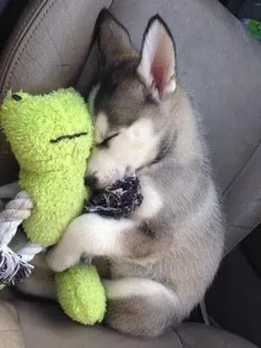 Husky siberiano Uma nova companhia para conhecer