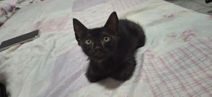 Gatinhas pra adoção 