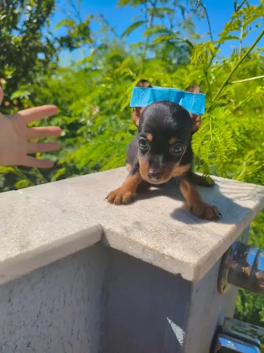 Filhote Pinscher alegre e cheio de carinho