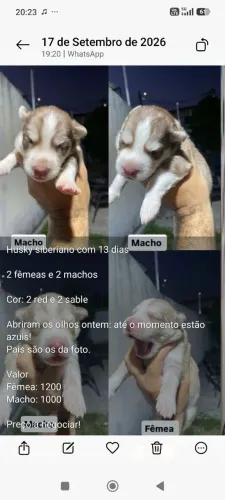 Husky siberiano 4 filhotes 2 manchos e duas fêmeas...ZAP *79