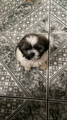 Filhote Shih Tzu Fêmea 2 meses