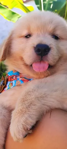 Golden Retriever liberados para entrega