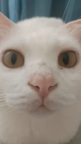 Gato para adoção