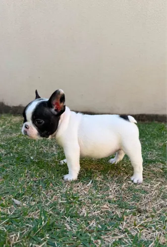 Bulldog francês Femea&Macho c/ Pedigree CBKC