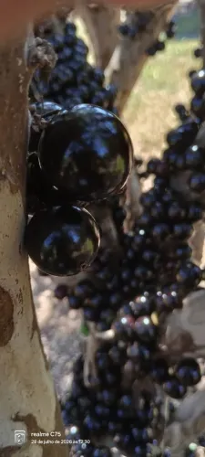 JABUTICABAS VENDA DE CAIXA