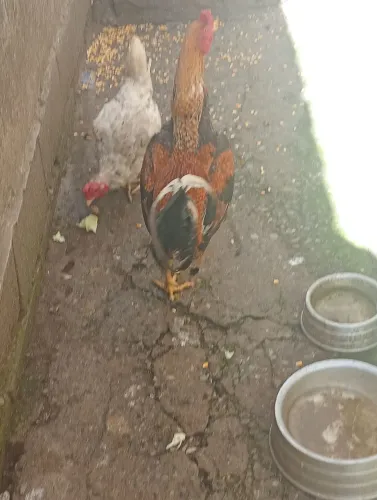 Galo Carijó
