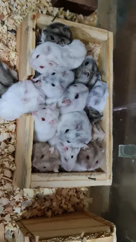 Disponíveis hamster anão russo