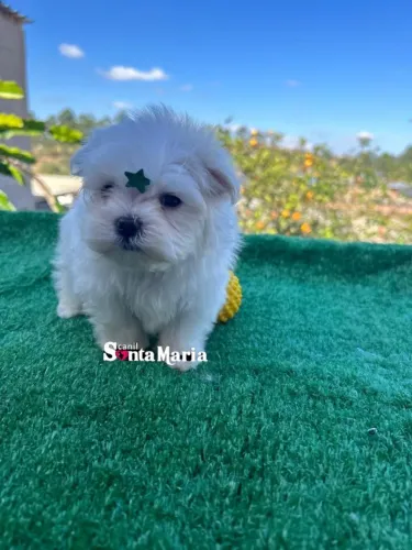 macho de maltês micro baby face adestrado e com pedigree garantia canil santa maria