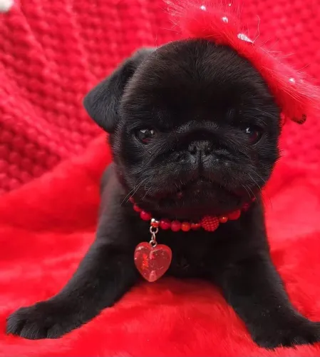 PROMOÇÃO PUG FÊMEA MINI A PRONTA ENTREGA