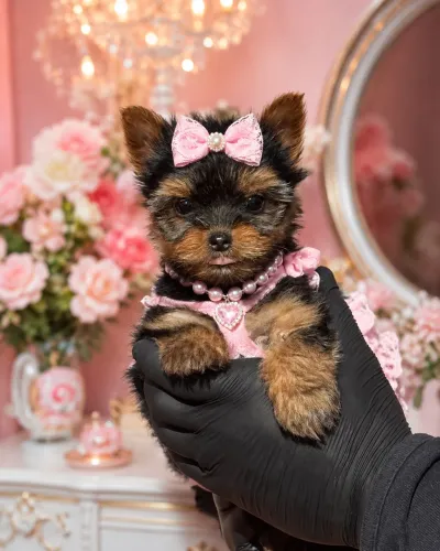 Super carinhosa filhote de Yorkshire micro fêmea baby face