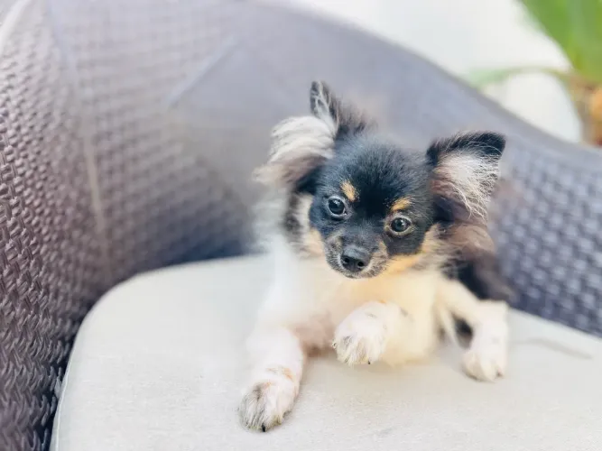Mini Lulu com todas as vacinas
