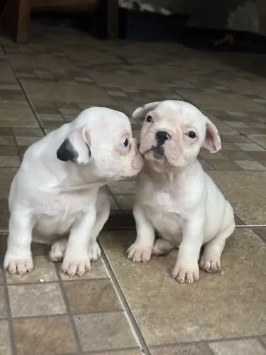 Buldogue Francês Filhote - Machos 