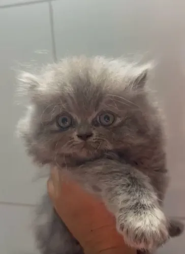 Vendo Gato Persa, macho, cor cinza.