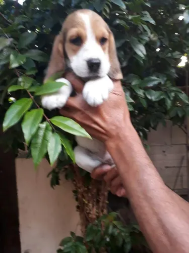 Beagle