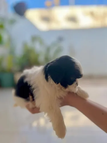 FILHOTE DE SHIHTZU MINI 