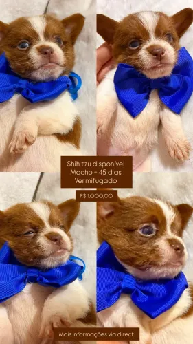 Shih tzu 