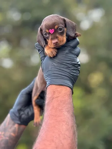 Dachshund Chocolate com entrega rápida e segura 