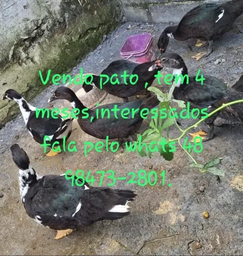 Patos
