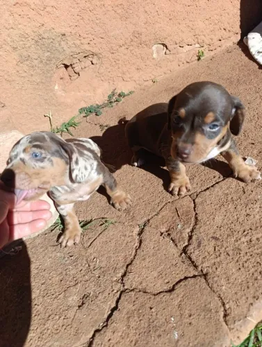 Dachshund Basset Cofap salsicha machos disponíveis 