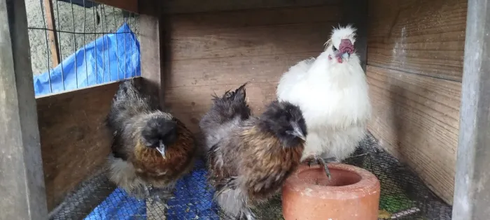Trio de sedoso
