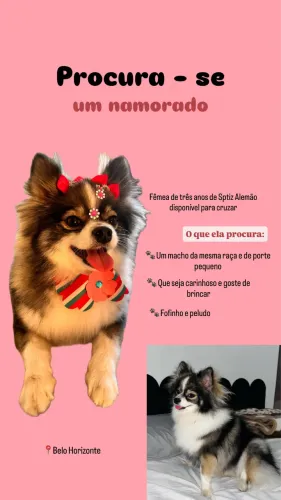 Fêmea de sptiz alemão para cruzar 