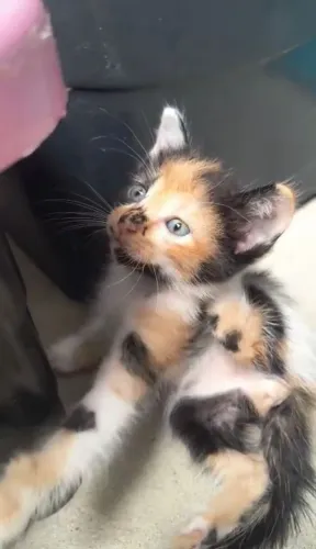 Gatinhos filhotes para adoção responsável