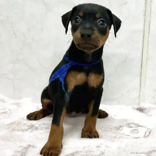 Cãozinho carinhoso e dócil Pinscher/Pincher/Pinsher/Pintier