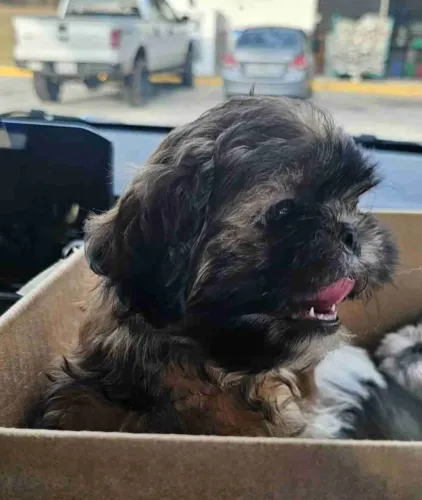 Filhotes de Shih Tzu | Um amigo para toda ocasião.