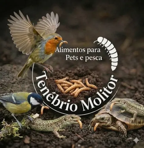 Tenebrio molitor