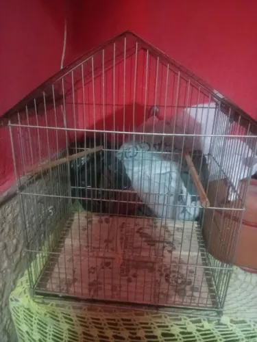 Gaiola para Pássaros/Calopsita - Com Poleiros
