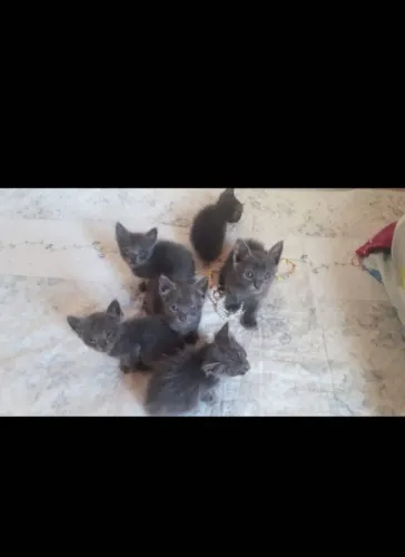 Gato raça cinza