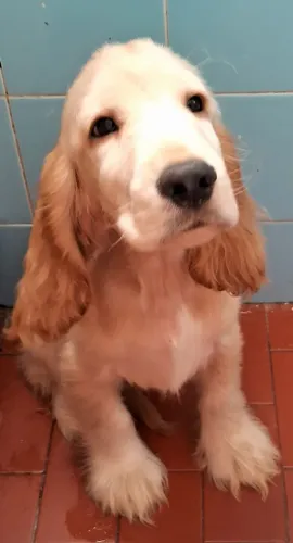 Filhote de Cocker Spaniel Inglês Macho Branco com Dourado