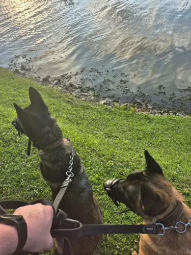 Filhotes Pastor Belga Malinois com PEDIGREE