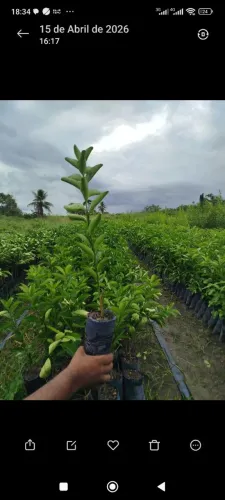 mudas laranja 