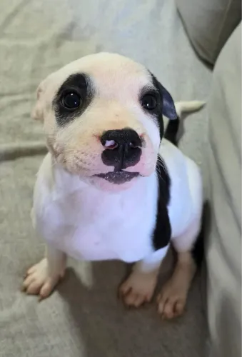 Filhotes de Staffordshire Bull Terrier com Pedigree