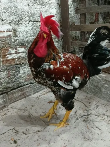 Balão sertanejo 35.00 a unidade.