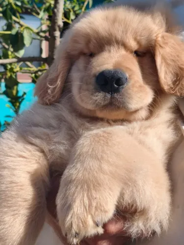 Machinhos Golden Retriever disponível