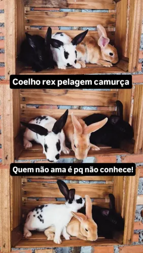 COELHO REX - LINDOS EXEMPLARES EM GOIÂNIA 