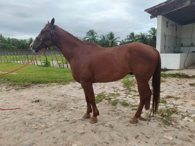 Cavalo quarto de milha, meio sangue, com documento, pronto pra testar ! 