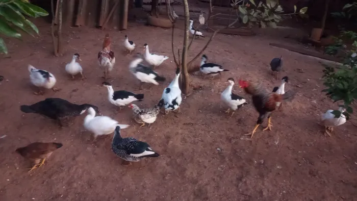 Vendas