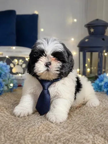 Shih tzu macho para você!