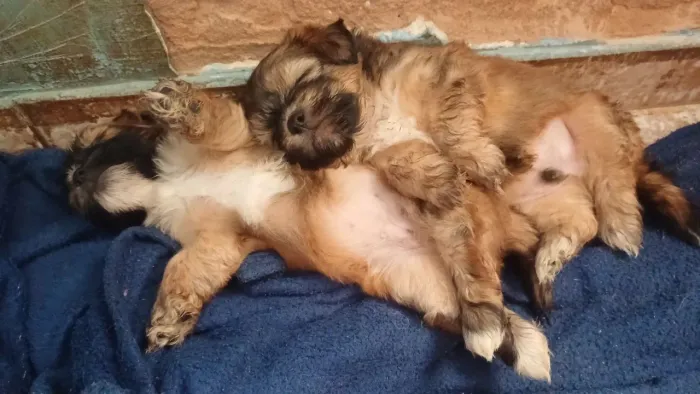 Filhotes de lhasa apso