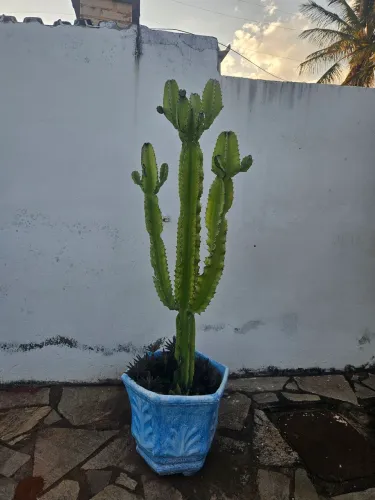 2 cactos mandacaru