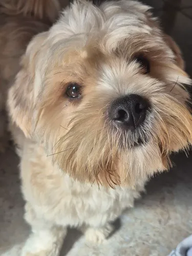 Cachorro doando