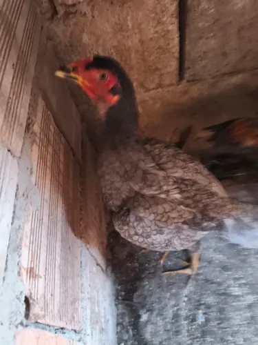 Vendo 2 galos e uma galinha e um casal de frangos índios puro eselente procedência galos c