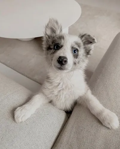 Border Collie - Delicadeza Que Faz A Diferença