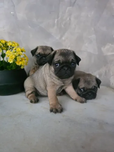 Pug fêmea