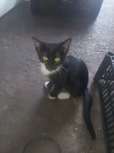 Doa- gatinhas